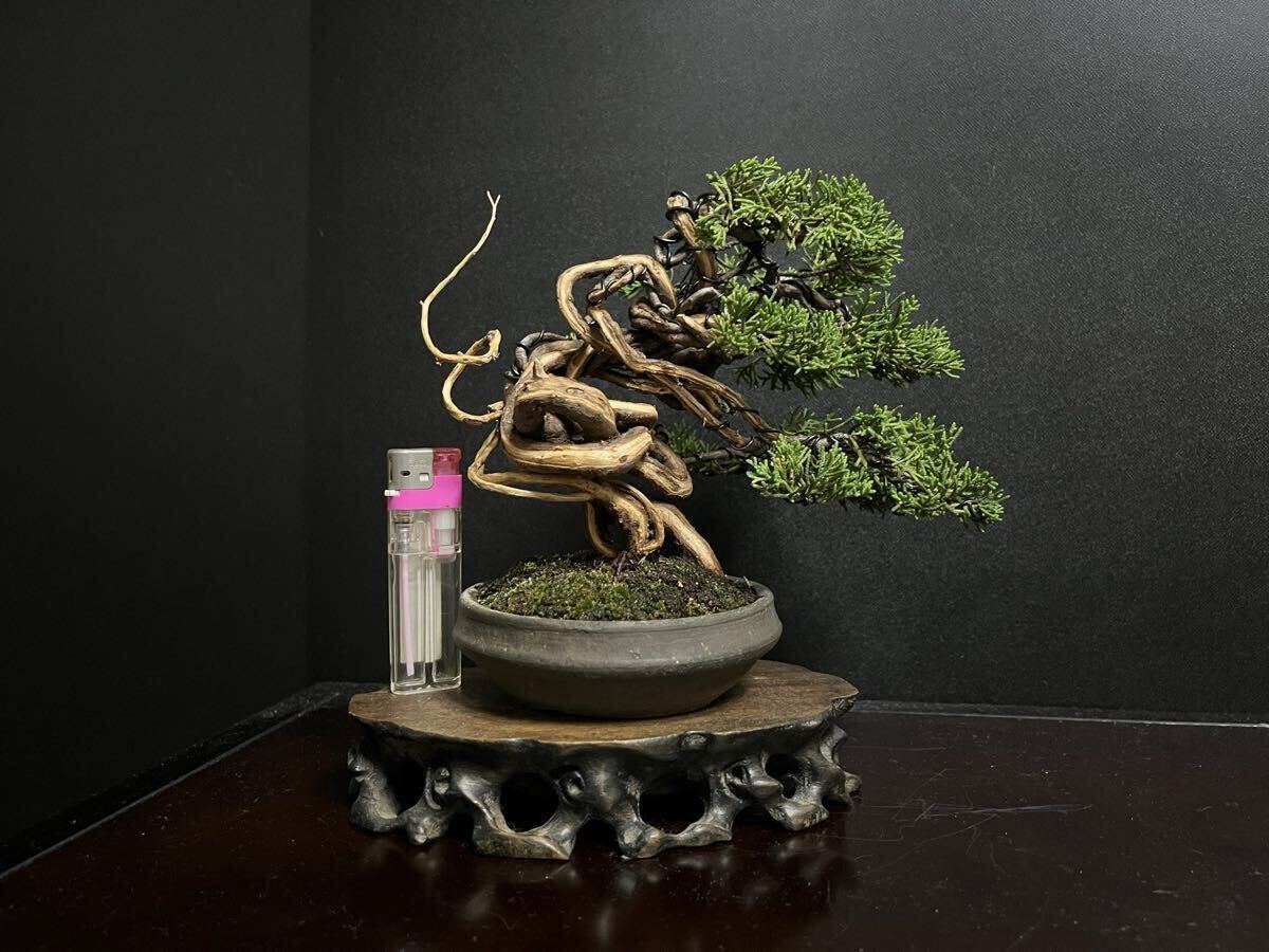 新品】「五葉松盆栽」半懸崖ジン・シャリ幹・貴風サイズ(393)の落札