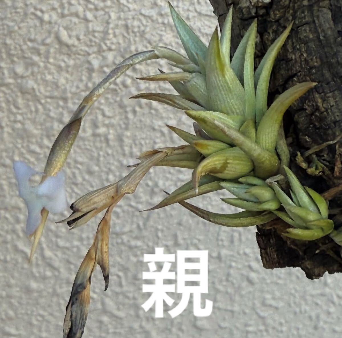 新品】Tillandsia peiranoi チランジア・ペイラノイ②の落札情報詳細