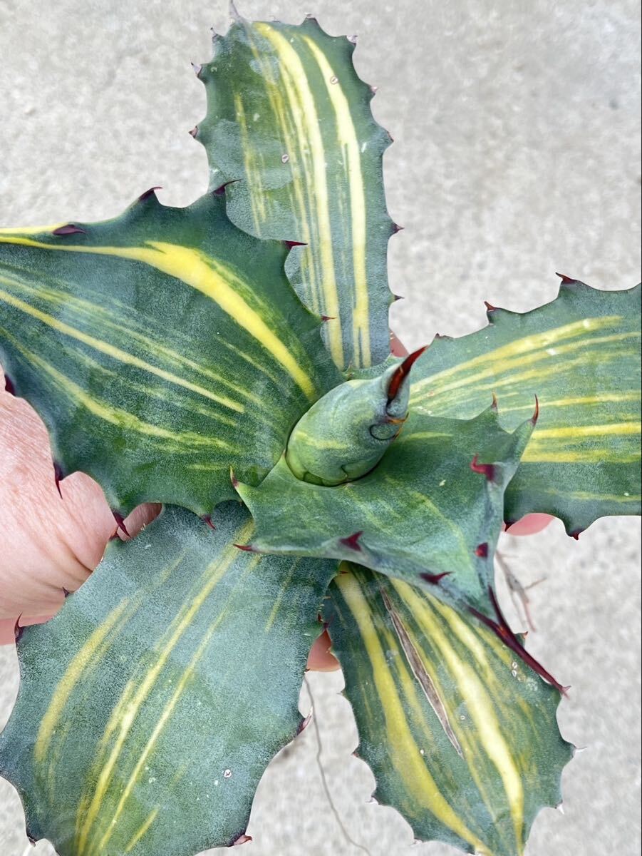 中古】アガベ サルミアナ フェロックス 大株 Agave salmiana v.feroxの