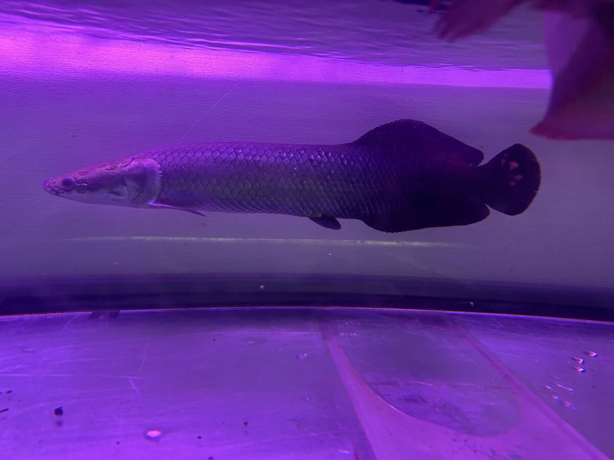 中古】ピラルクー 剥製 大型魚 アマゾン 珍品 アロワナ 世界最大級
