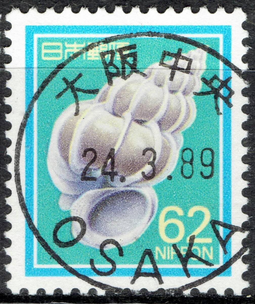 貝 標本 オオイトカケ 約62mm 鹿児島産 大型 オオイトカケガイ