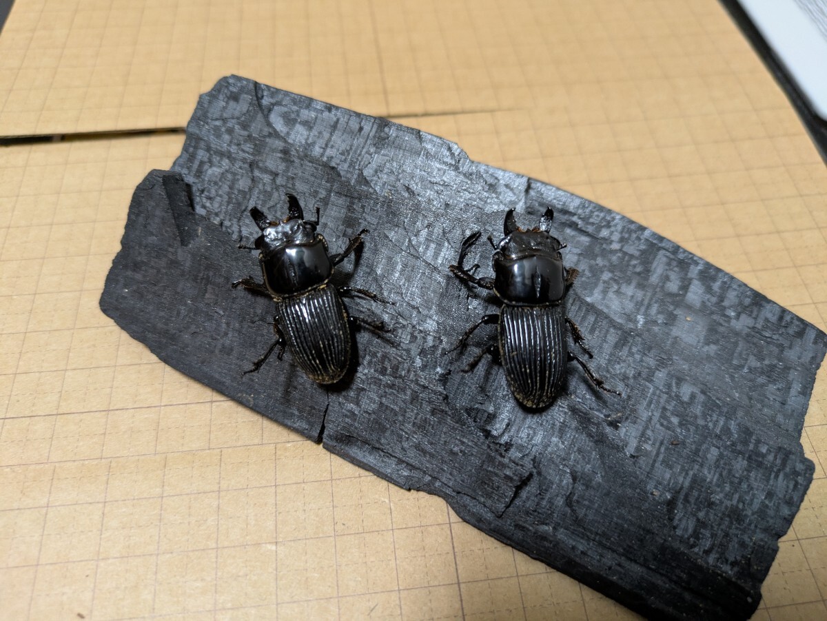 中古】□ふくべ細工 ヒョウタン 瓢箪 炭入れ 火鉢 民芸品 茶道 初釜