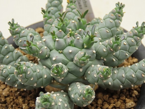 ユーフォルビア ラミグランス // Euphorbia ramiglans, ユーホルビア