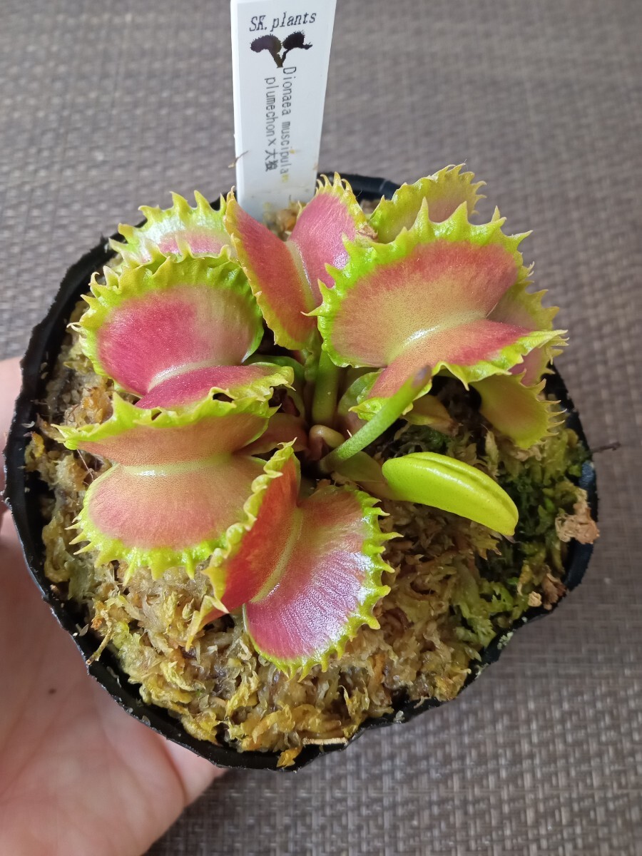 食虫植物 Dionaea muscipula jaws smiley CP No.2 ハエトリソウ 観葉