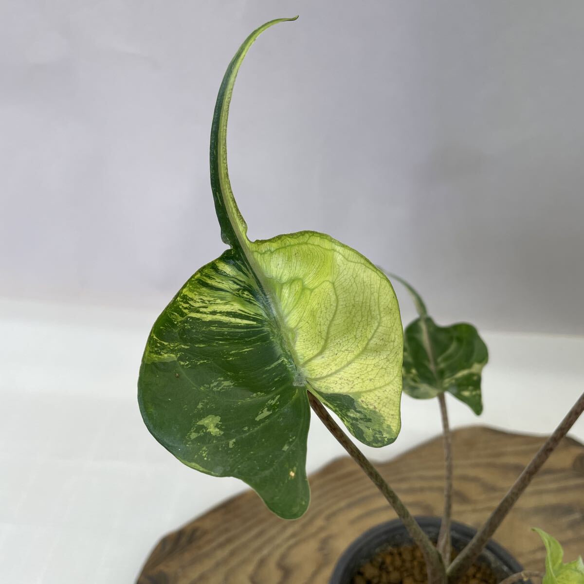 新品】☆TO☆アロカシアの小形品種 Alocasia 'Babyray' 観葉植物
