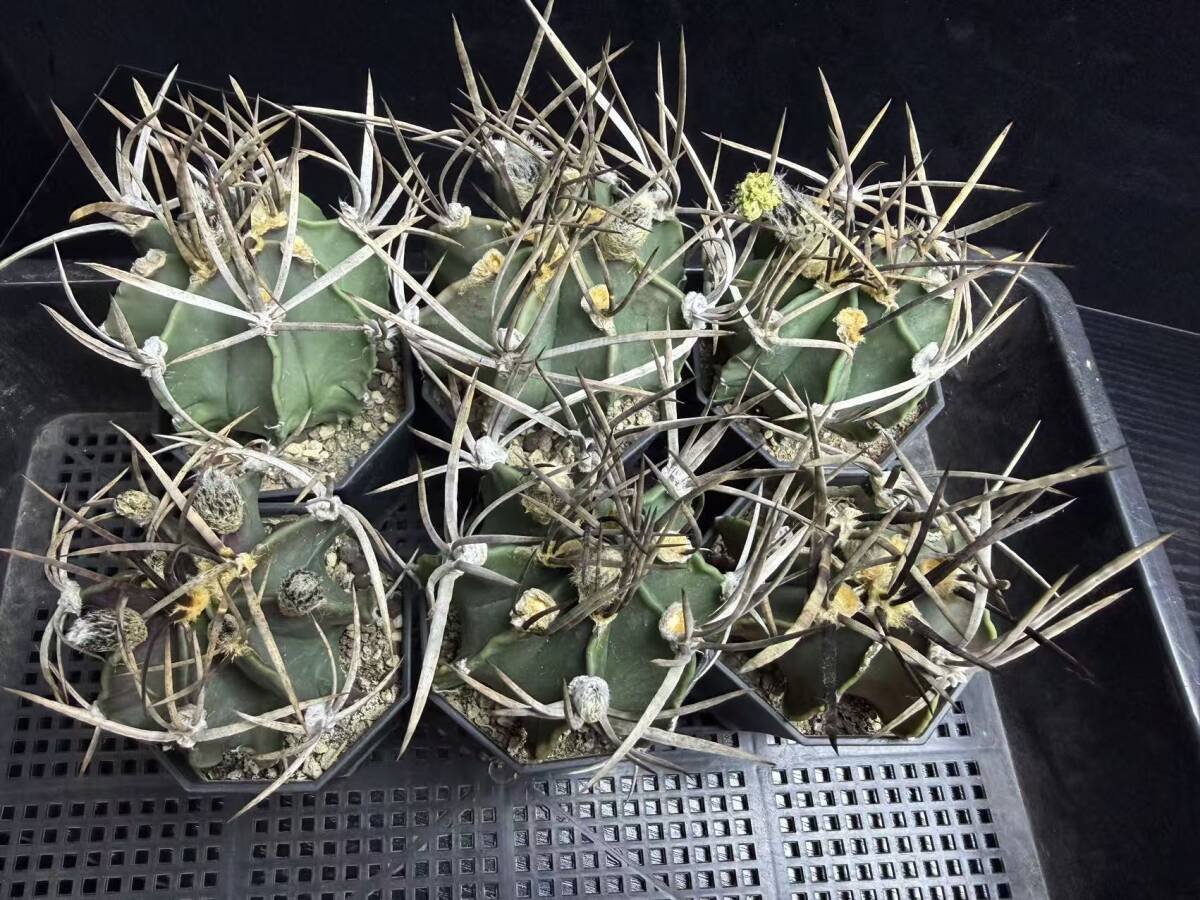 新品】奇巌大鳳玉 ◇ モンスト アストロフィツム Astrophytum