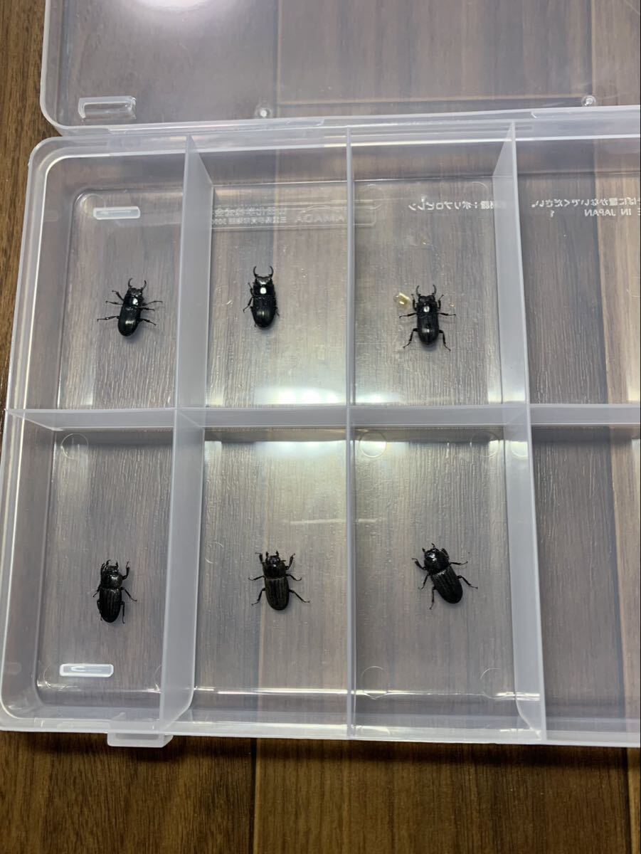 未使用】貴重・レア産地 久米島産 オキナワネブトクワガタ 幼虫10頭