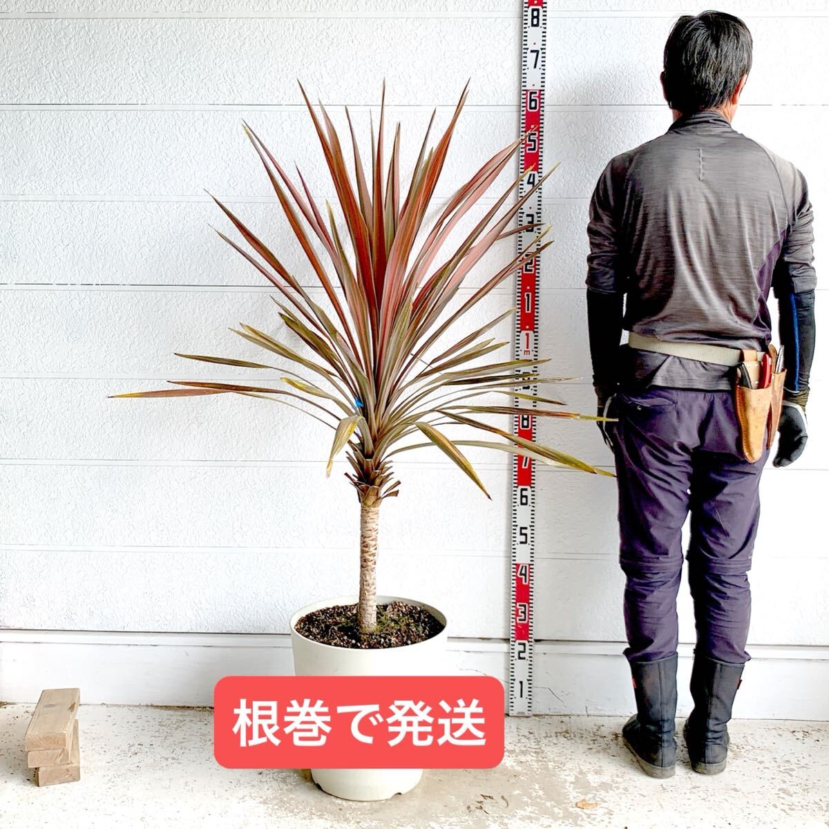 新品】極耐寒性ドラセナ ！地植え可能☆ニオイシュロランの種数千粒