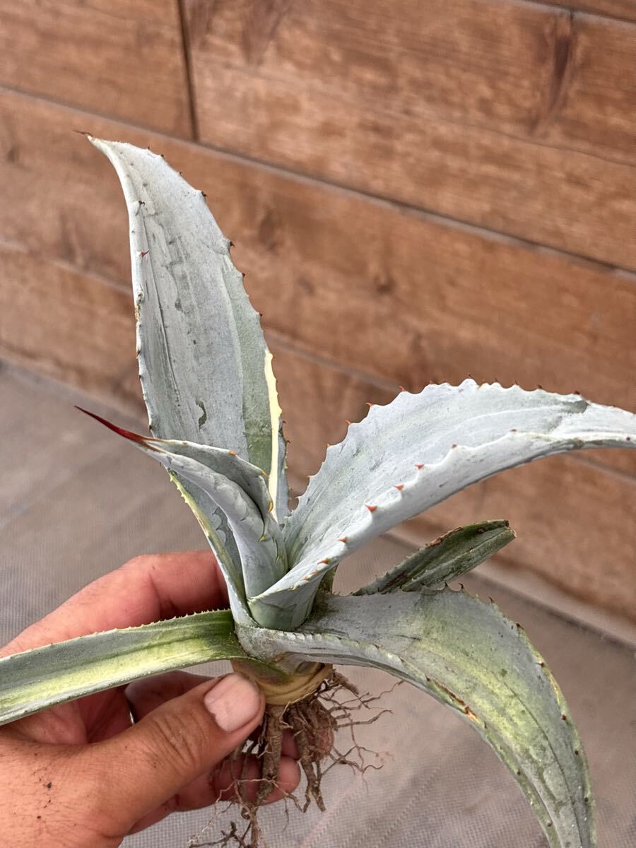 自家栽培株です。】白葉が際立つ『アガベ・フランゾシニー』Agave