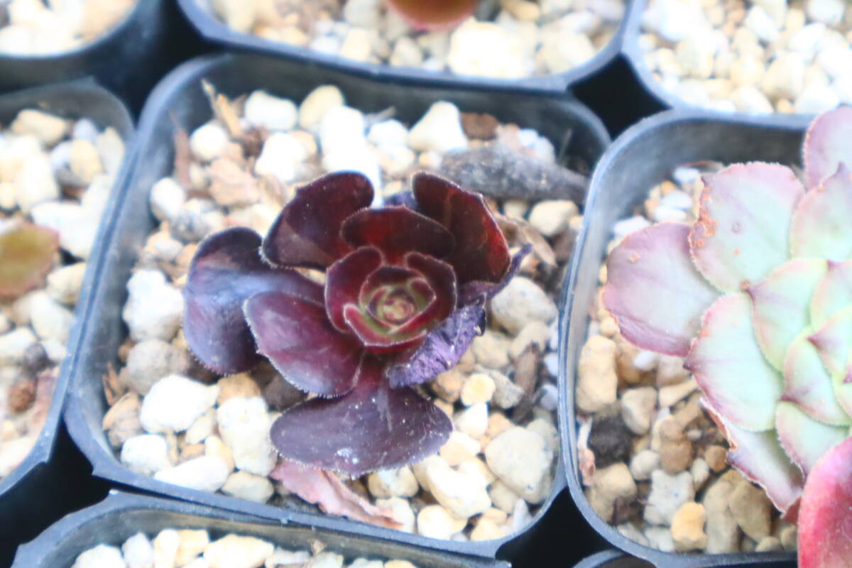 目立った傷や汚れなし】多肉植物 アエオニウム・マダラシカの落札情報
