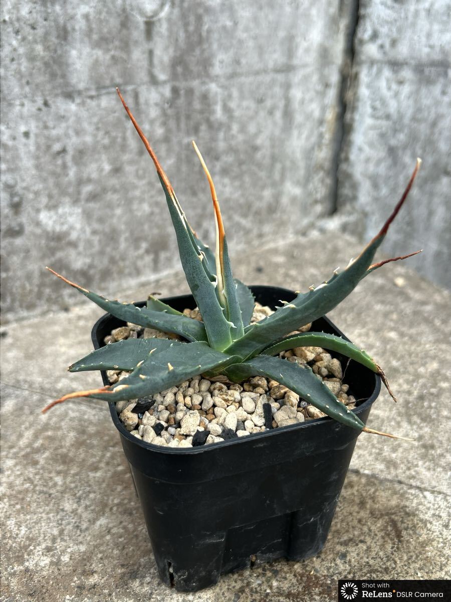 中古】アガベ ユタエンシス エボリスピナ Agave uthaensis var