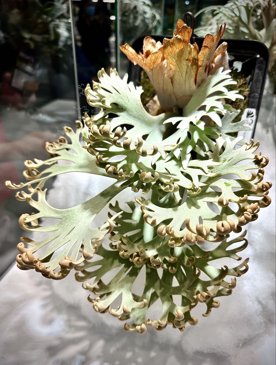 新品】P.willinckii wild Bali 大株 極細葉 ウィリンキー ビカクシダ