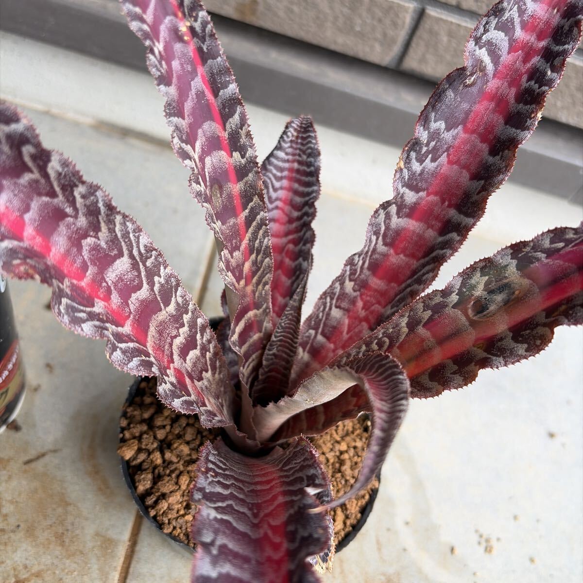 クリプタンサス Cryptanthus 5点セット ブロメリアの落札情報詳細