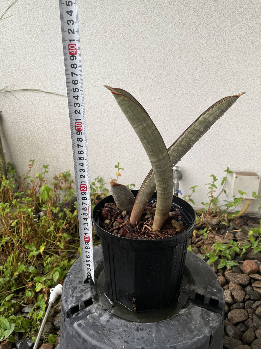 サンスベリア】 なかなか珍しい Sansevieria sp india tiger blue