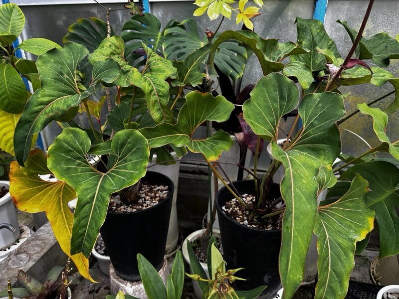 国内流通少 原種】アンスリウム ブラウニー Anthurium brownii 2018年