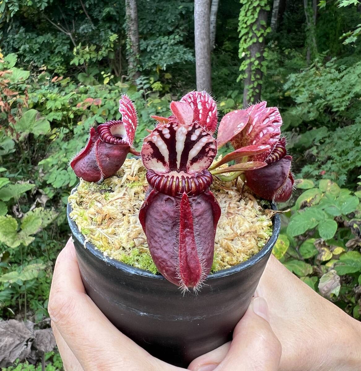 やや傷や汚れあり （詳細）】Cephalotus ”Eden black” Cedric