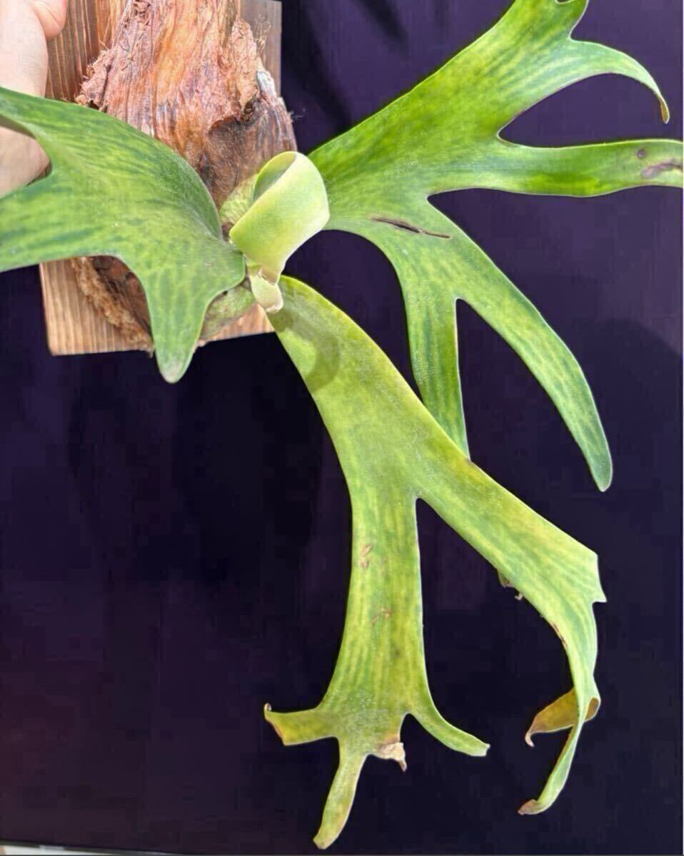 新品】【のむさん】P. 'Bahia' variegated 【長期管理株】【斑入り
