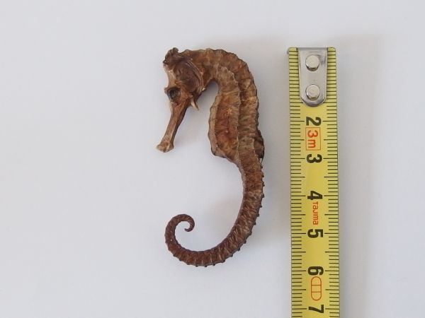 イギリスビンテージタツノオトシゴ乾燥標本ブローチ