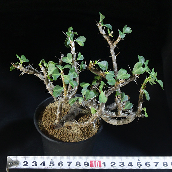 新品】【竜骨扇】 サルコカウロン バンデリエティアエ 3号 4