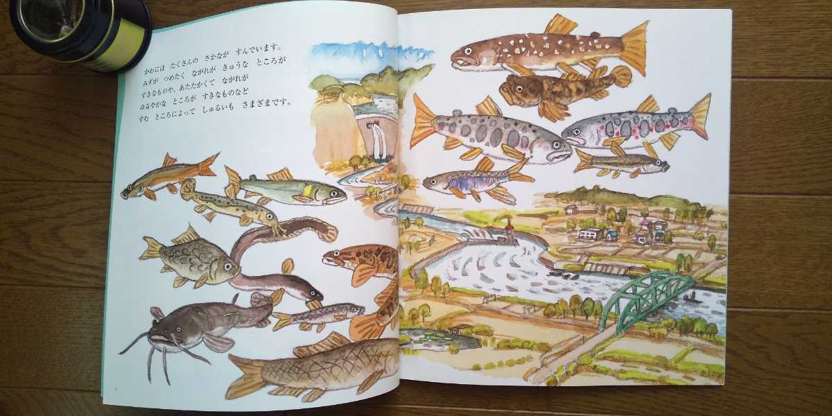 絵本「いわな」横内陽☆やまおくにすむさかな☆かがくのとも☆保育園