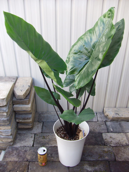 新品】アロカシア・ブラックステム（Alocasia macrorrhiza Black Stem