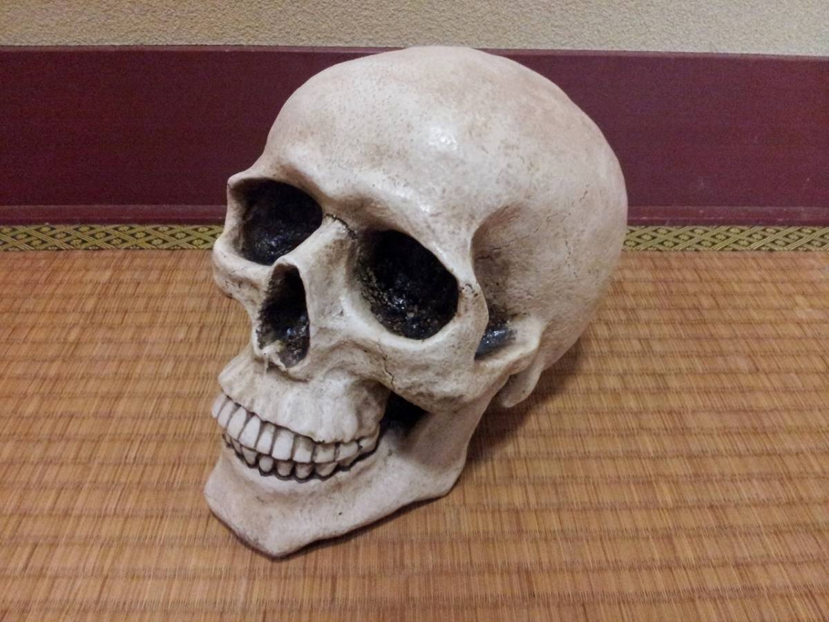 良品中古!!☆ 貯金箱 ガイコツ ドクロ スカル 頭蓋骨 骸骨 骨