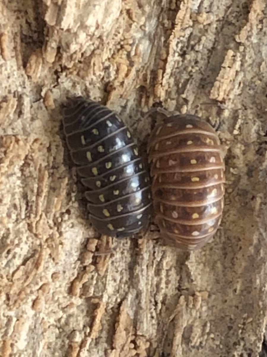 64 割引 Mayalanka ダンゴムシ メルラネラ 10ミリ前後6匹ランダム Loungesfestas Com Br