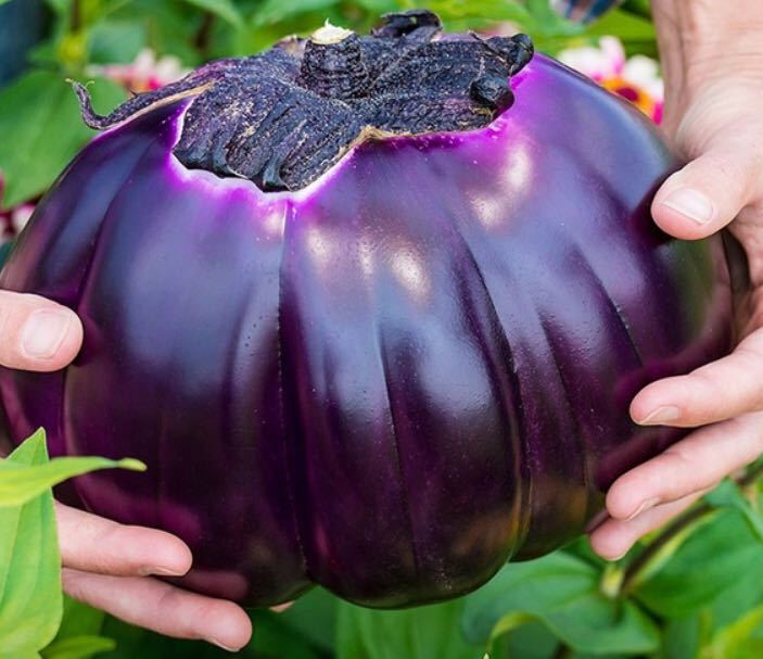 新品】ジャンボナス 茄子種子 15粒 Giant eggplant seeds インポート
