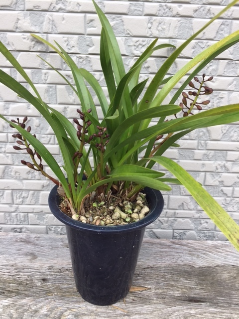 東洋ラン キンリョウヘン ２ 日本ミツバチ捕獲用 花芽4本付き の落札情報詳細 ヤフオク落札価格情報 オークフリー スマートフォン版