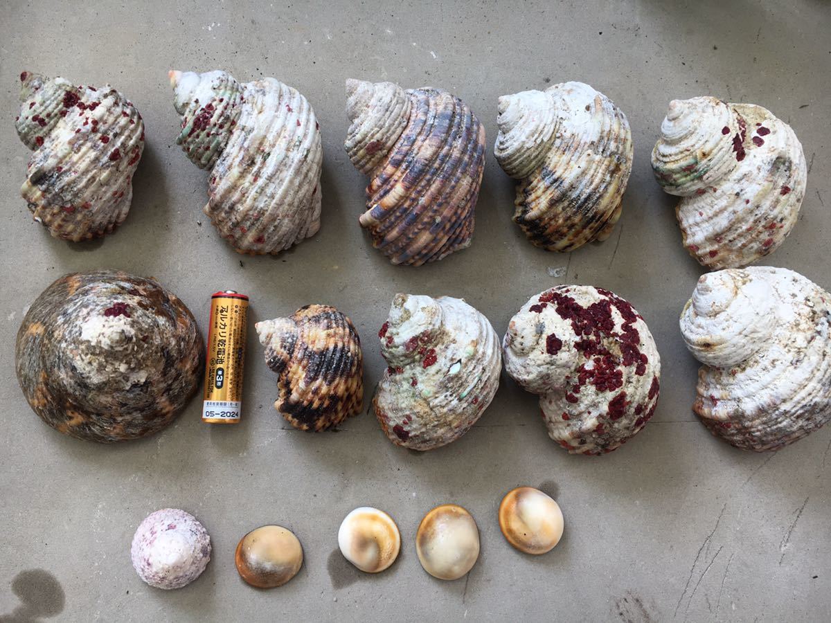 まとめ売り 貝殻 サザエの貝 高瀬タカセガイの貝殻 の落札情報詳細 ヤフオク落札価格情報 オークフリー スマートフォン版