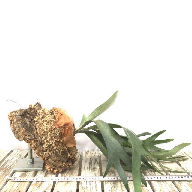 新品 現品 コウモリラン ネザランズ No ビカクシダ ビフルカツム Platycerium Bifurcatum Netherlands の落札情報詳細 ヤフオク落札価格情報 オークフリー スマートフォン版