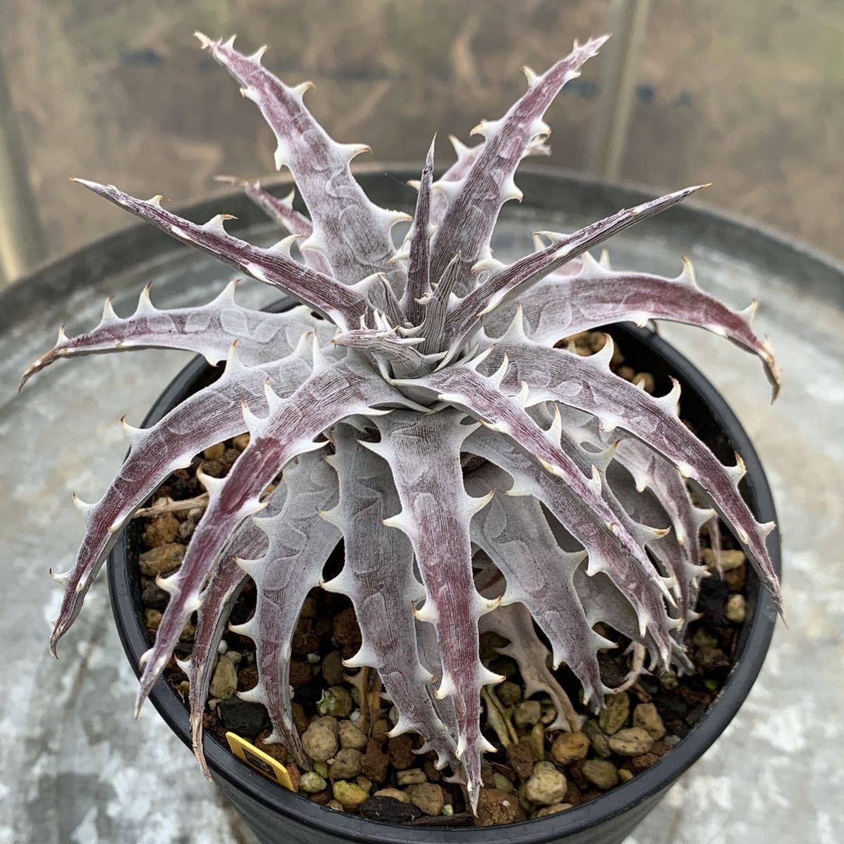 アメリカ産 人気 ディッキア ダコタ Dyckia Dakota アメリカ産 人気