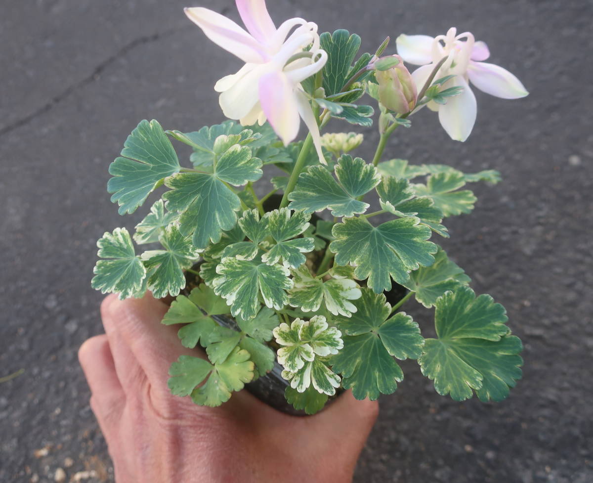 新品 屋外越冬株 斑入り 深山 オダマキ 現品ｂ 耐寒 宿根 山野草 庭植え 地植え ガーデニング の落札情報詳細 ヤフオク落札価格情報 オークフリー スマートフォン版