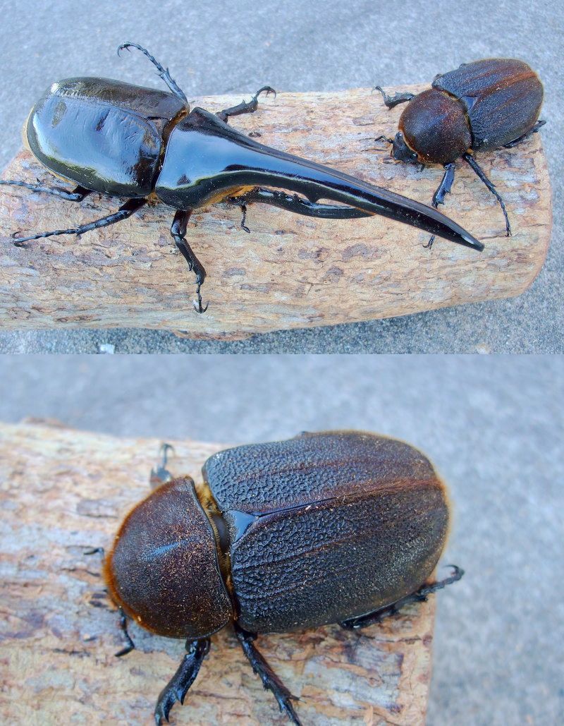 ◆OAKS　DH・ヘラクレス オオカブト◆NO3