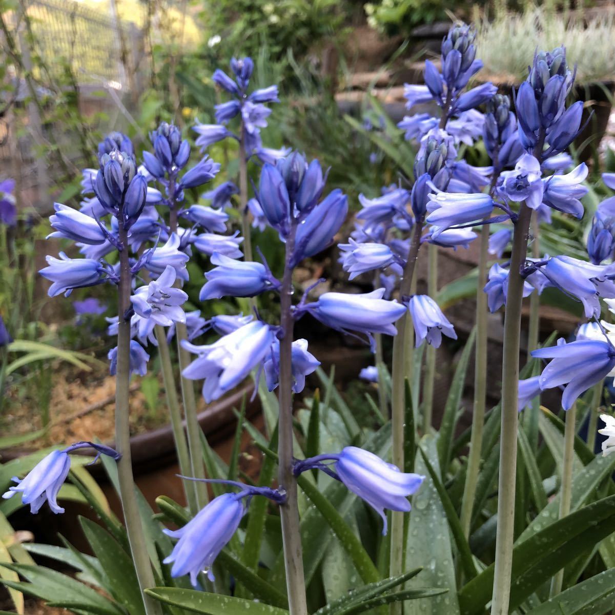 送料込み シラー 青 花苗 ツリガネソウ 釣鐘草 球根 の落札情報詳細 ヤフオク落札価格情報 オークフリー スマートフォン版