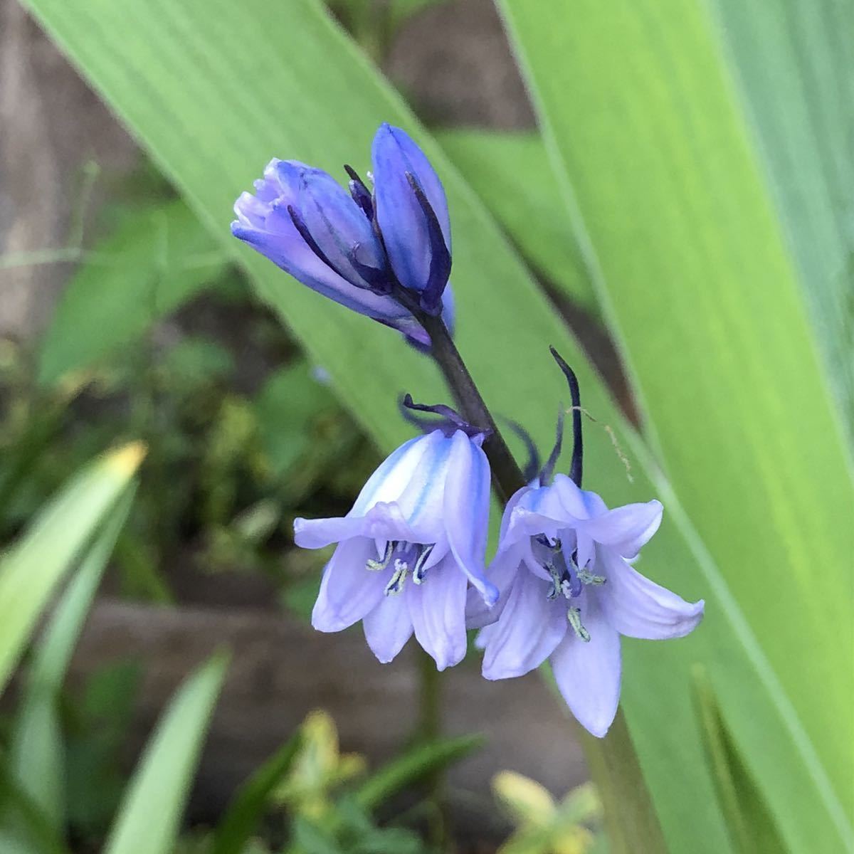送料込み シラー 青 花苗 ツリガネソウ 釣鐘草 球根 の落札情報詳細 ヤフオク落札価格情報 オークフリー スマートフォン版