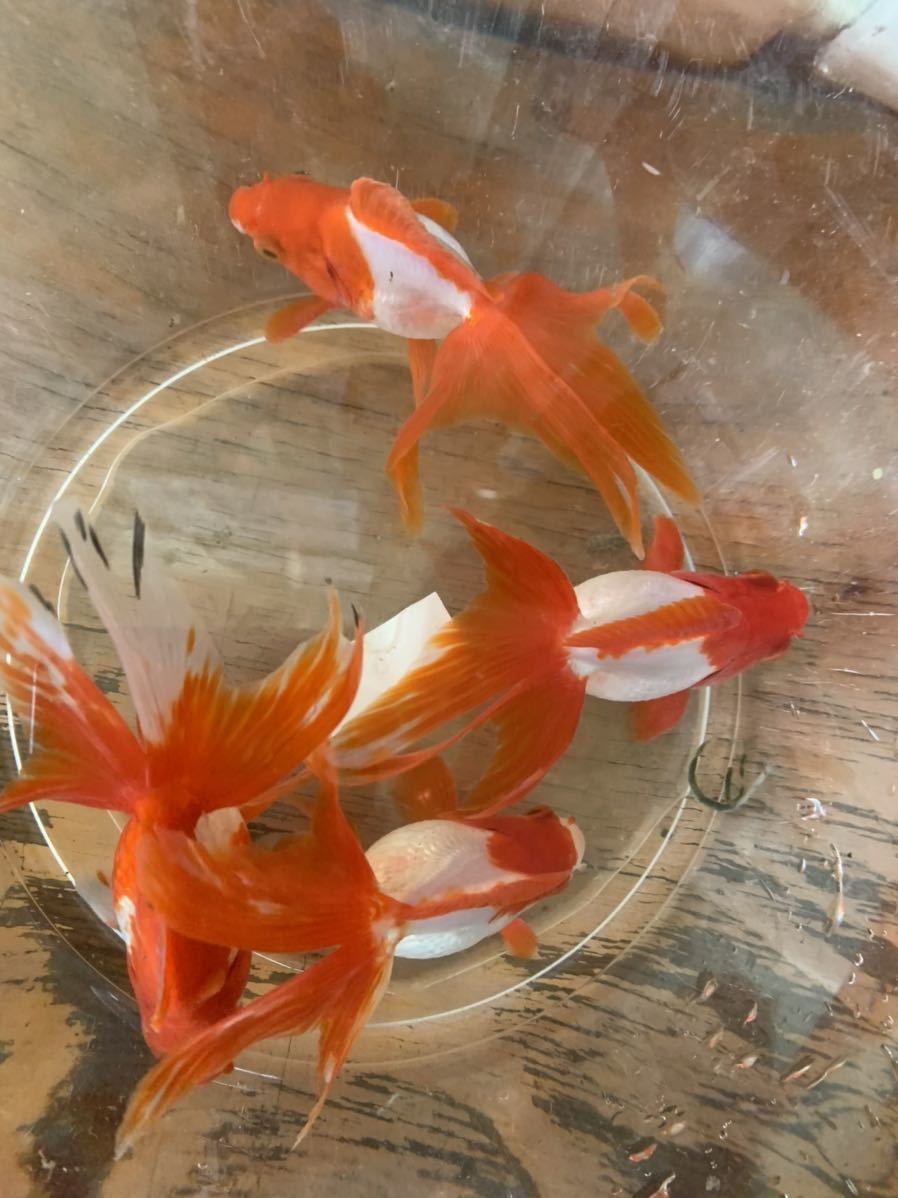 新品 特選金魚 飯田産 棚田氏作 更紗琉金 ２ペア０３ 約１１センチ 二歳 の落札情報詳細 ヤフオク落札価格情報 オークフリー スマートフォン版