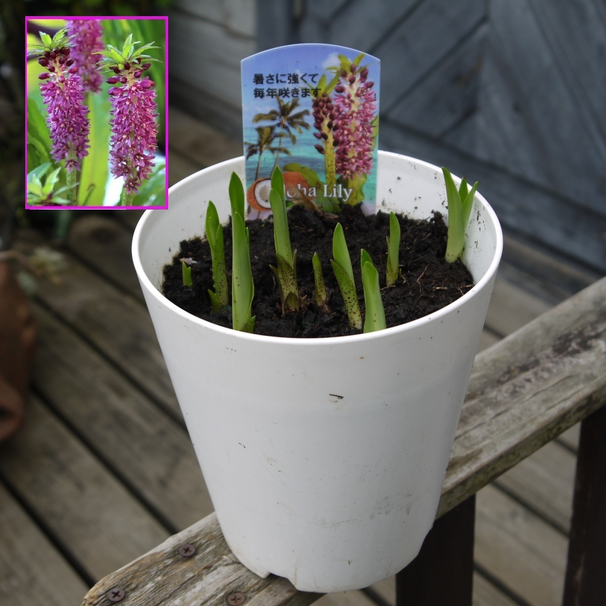 100円 アロハリリィ レイア ユーコミス パイナップルリリー コンパクトな草丈 エキゾチックな香り 花持ちが良い 5号 の落札情報詳細 ヤフオク落札価格情報 オークフリー スマートフォン版
