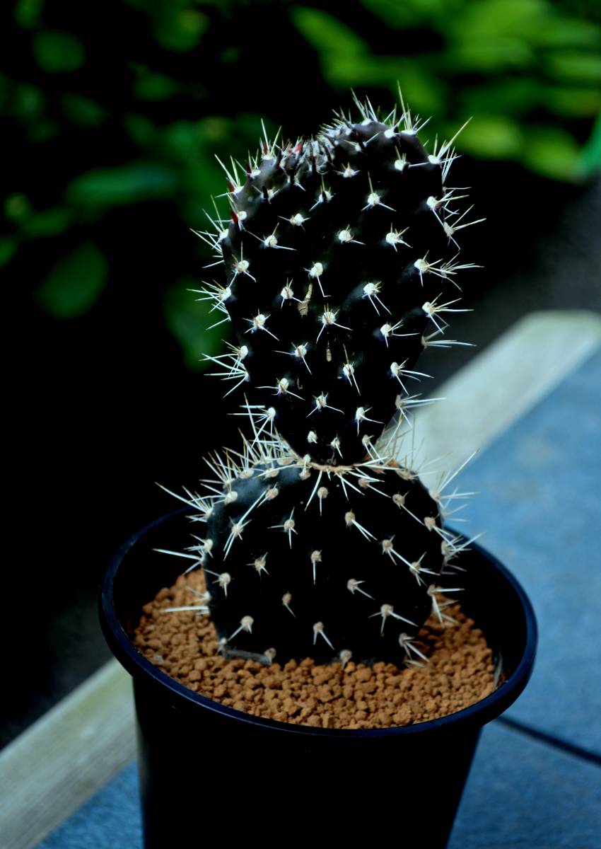 新品 多肉植物 サボテン ガラパゴス団扇 Opuntia Galapageia 黒紫肌純白棘タイプ 希少種 3 5号 2茎節 ガラパゴスウチワ 現品 の落札情報詳細 ヤフオク落札価格情報 オークフリー スマートフォン版