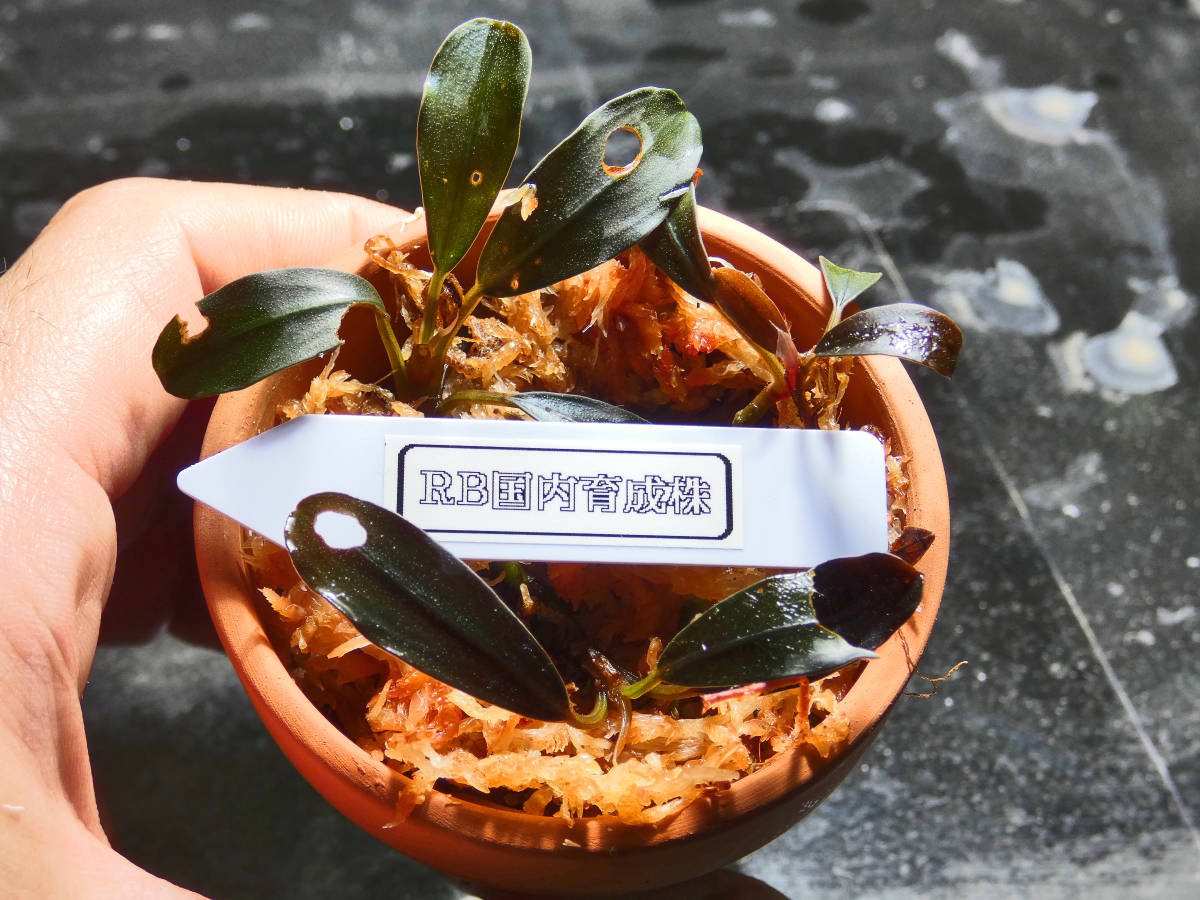 【AZ便】Bucephalandra sp. \"Deep Purple\" 水上株 ブセファランドラ Bucephalandra sp.Deep Purple 緑葉AZ便