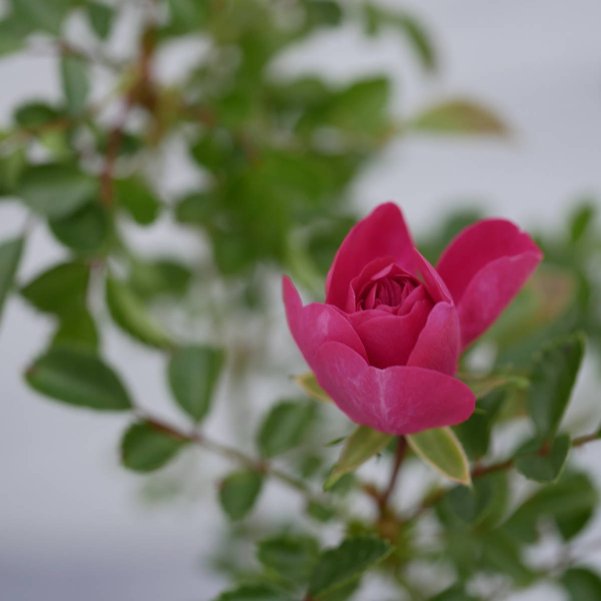 新品 野薔薇 不知火 野バラ 盆栽苗 庭木 ガーデニング苗 山野草 の落札情報詳細 ヤフオク落札価格情報 オークフリー スマートフォン版