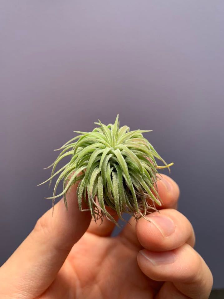 Tillandsia ionantha 'Ron' チランジア・イオナンタ ロン 輸入植物