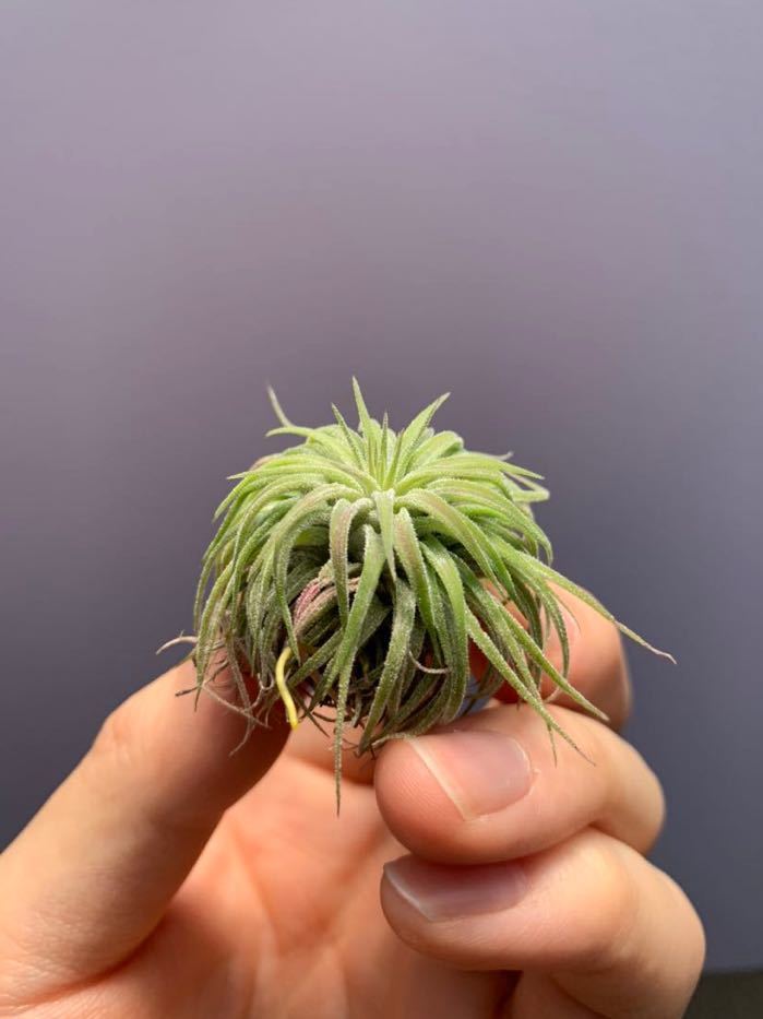ブロメリア・エアープランツ Tillandsia Ionantha Long type Frontier Plants】オンラインストア6月24日販売予定約20種類の価格と