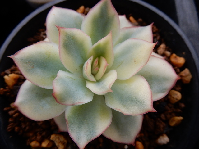 ムーンガッデス錦 多肉植物 エケベリア ムーンガッデス錦 多肉植物 エケベリア