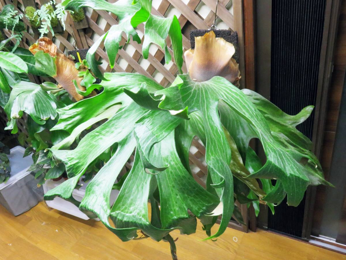 P.Hillii .Dragon OC⑥| ヒリー　ドラゴン　板付 ビカクシダ ヒリー ドラゴン 板付 新品】p.hillii cv. Dragon 板付