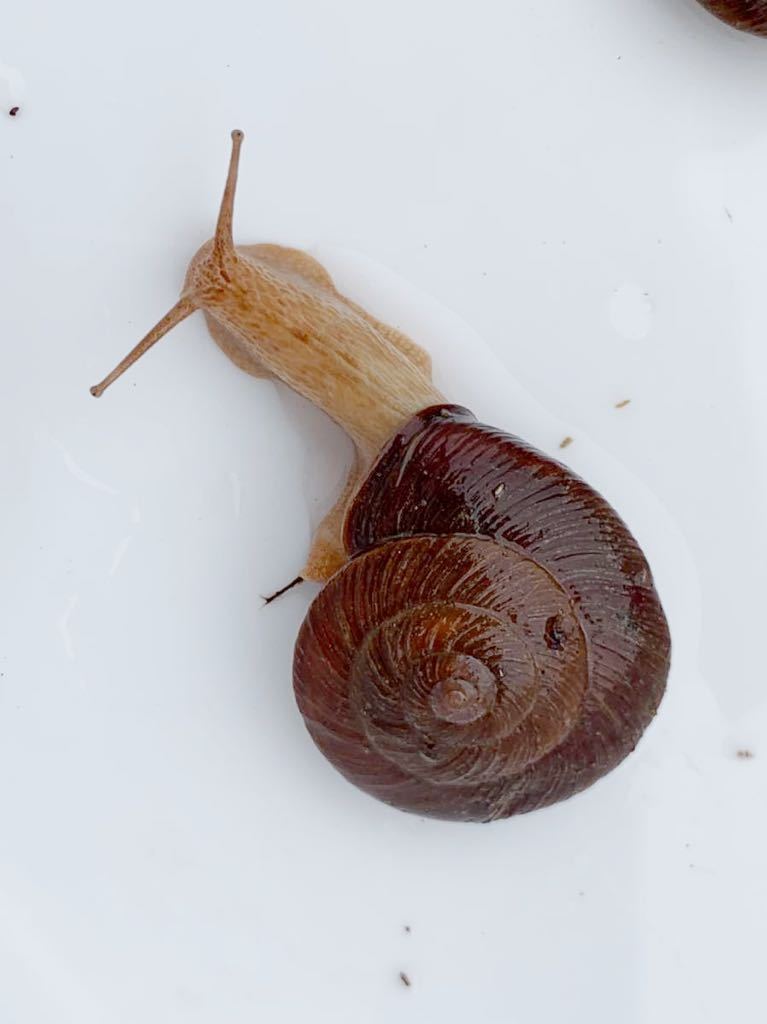 貝標本 ミカワマイマイ 濃茶色の甲高個体 レア物 【公式通販】