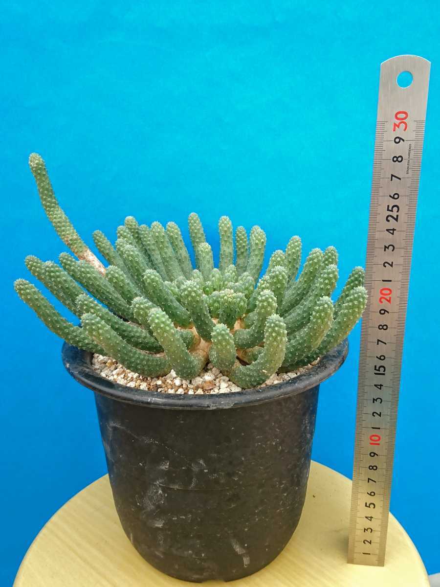 ☆大株☆【自根“株”/1株/ゆうパックのみ】Euphorbia esculenta