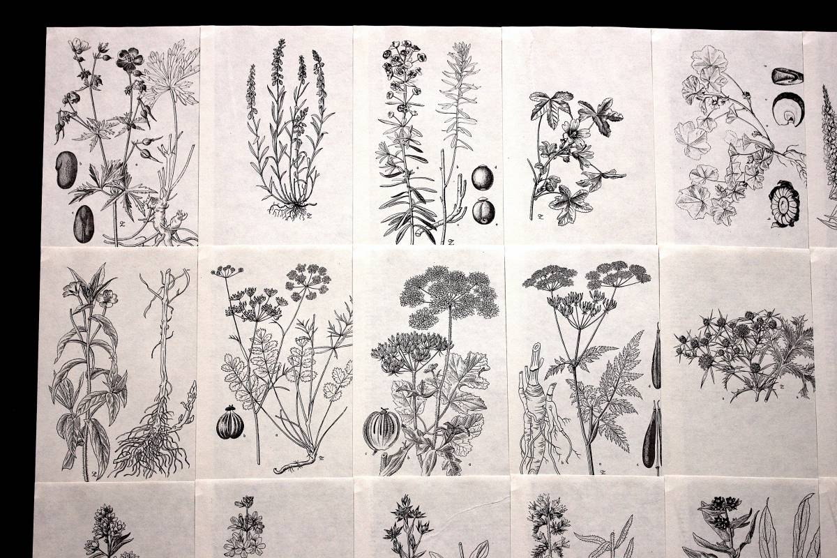 チェコの古いモノクロのボタニカルアート枚セット ヴィンテージ チェコ雑貨 図鑑 植物画 白黒 デッサン 紙物 植物の絵 花 雰囲気 の落札情報詳細 ヤフオク落札価格情報 オークフリー スマートフォン版