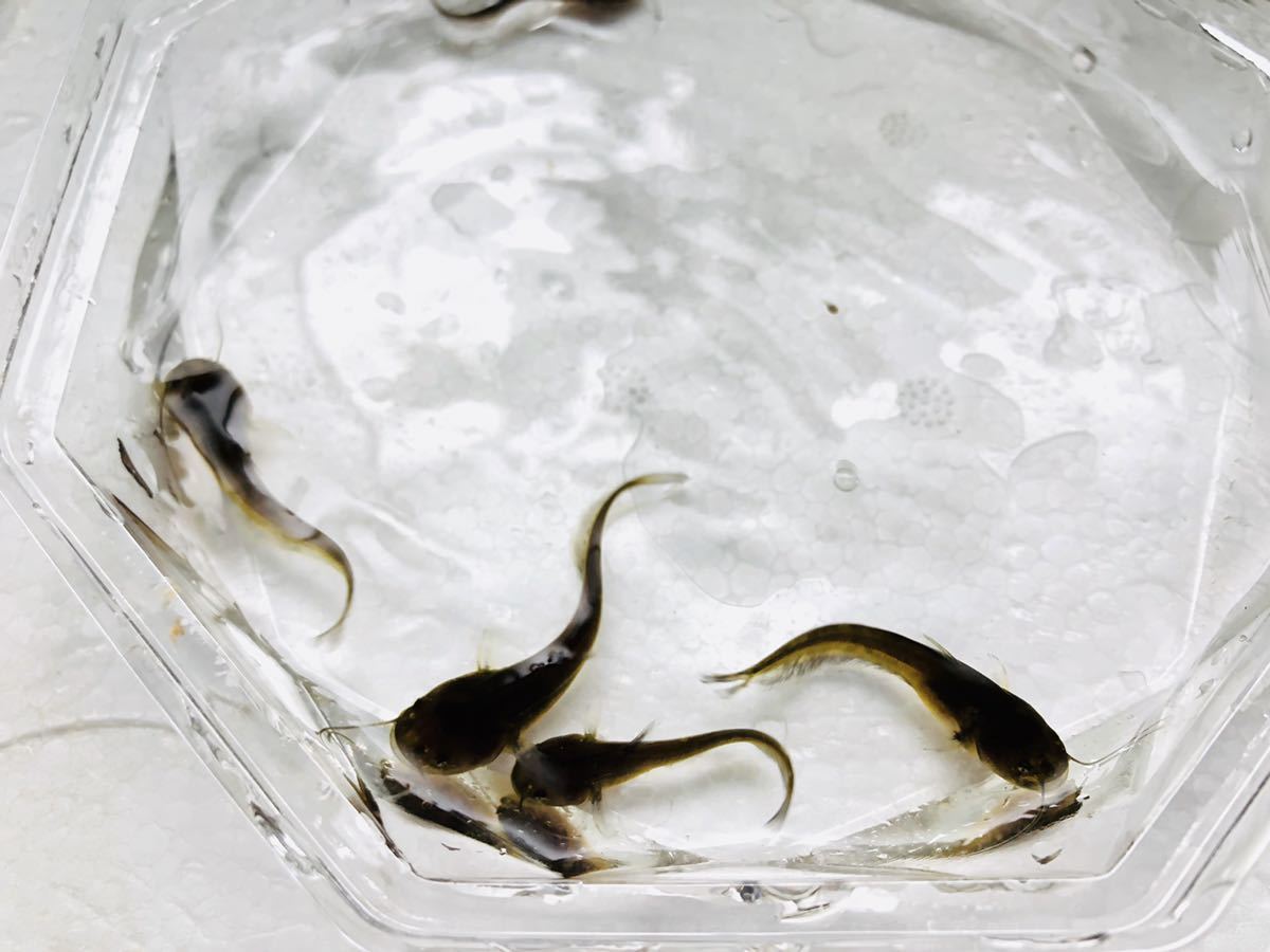 新品 ナマズ 稚魚 ５匹 約5 10センチ 三重県産 川魚 律丸 の落札情報詳細 ヤフオク落札価格情報 オークフリー スマートフォン版
