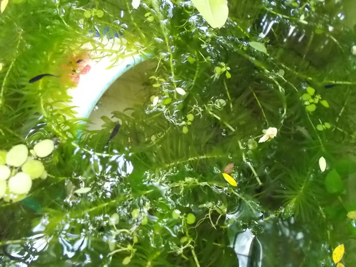 新品 水草アナカリス オオカナダモ たっぷりセットおまけ付きa の落札情報詳細 ヤフオク落札価格情報 オークフリー スマートフォン版